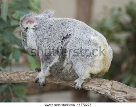 Adult Female Australian Koala Bear Mother Stock Photo 46273297 | Shutterstock