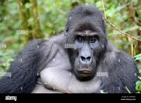 Silverback eastern lowland gorilla portrait (Gorilla beringei graueri ...