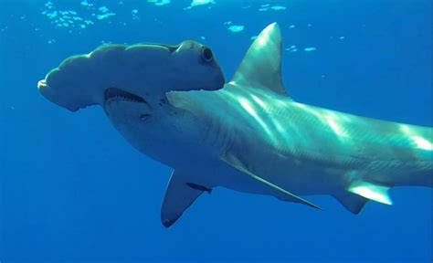 Shark Attack: Hammerhead Bites Kayaker in Malibu | Breitbart