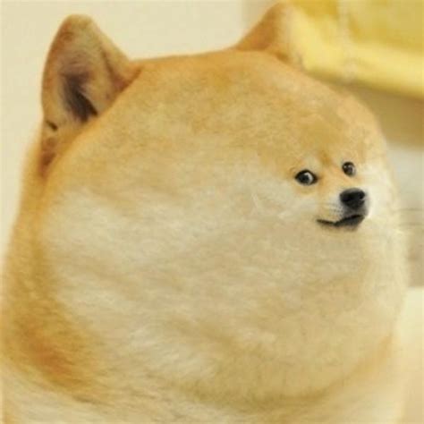 "Doge" Meme Templates - Imgflip