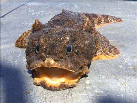 Freshwater Toadfish