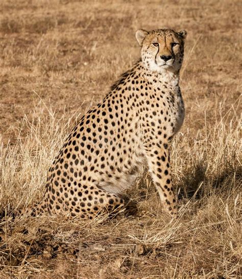 Adult Cheetah Sits Up Scans His Surroundings Stock Photo - Image of ...