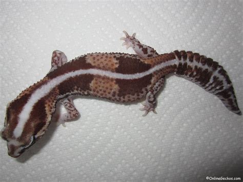 Difference Between Leopard Gecko and Fat Tailed Gecko - OnlineGeckos.com Gecko Breeder