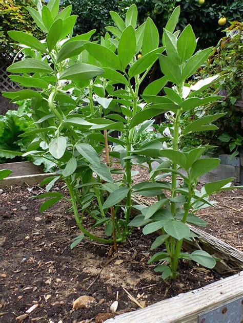 Growing, Harvesting and Shelling Fava Beans | Garden Betty