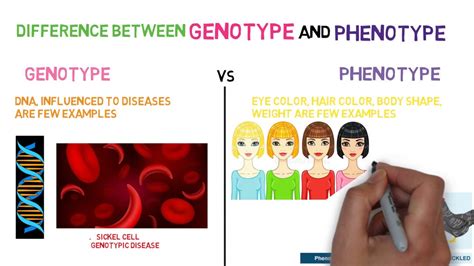 What is Phenotype and Genotype || Full Illustration - YouTube