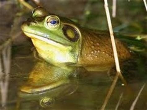 Bullfrog Care - CHICAGO EXOTICS ANIMAL HOSPITAL