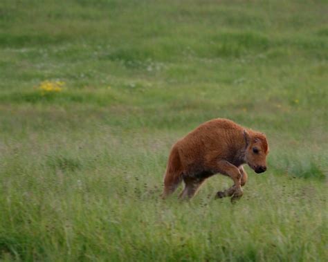 Jumping Calf | A lone bison calf playing in the Hayden Valle… | Flickr