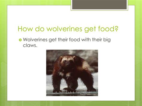 PPT - Wolverine PowerPoint Presentation, free download - ID:2622021