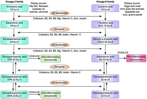 Application of metabolomics part II: Focus on fatty acids and their metabolites in healthy adults