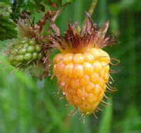 Salmonberry - Green Timbers Heritage Society