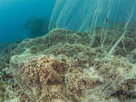 Coral Reef in Kona, Hawaii Damaged While Trying to Catch Akule School|Underwater Photography Guide