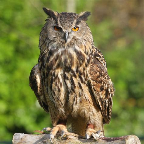 Birds Lover: Eurasian Eagle Owl