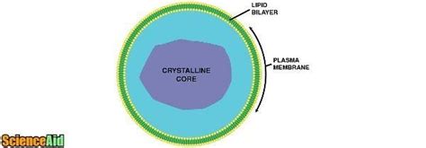 The Structure and Function of Peroxisomes - ScienceAid