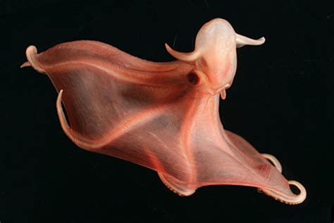 Dumbo Octopus: Fun Facts, Pictures & Information | HubPages