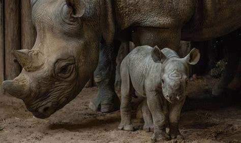 Incredibly rare baby rhinos born just one week apart at Chester Zoo ...