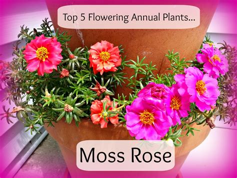 The Best Annual Flowering Plants for Your Garden | HubPages