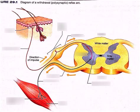 Withdrawal Reflex Diagram | Quizlet