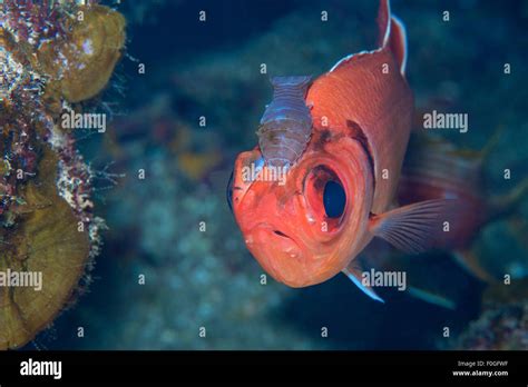 Parasitic fish isopod hi-res stock photography and images - Alamy