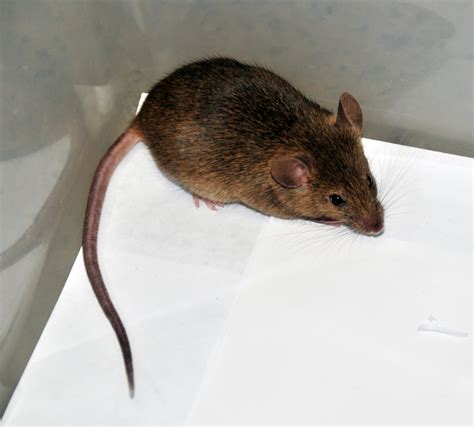 House Mouse - Vector Control Services