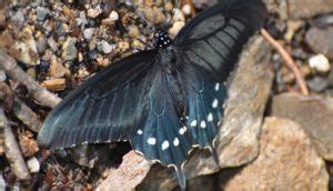 Black Moth – Meaning and Symbolism - Dream Astro Meanings