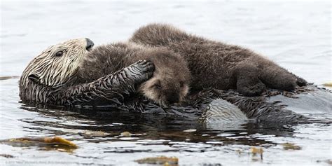 Tiny Sea Otter Siblings Fight the Odds | WIRED