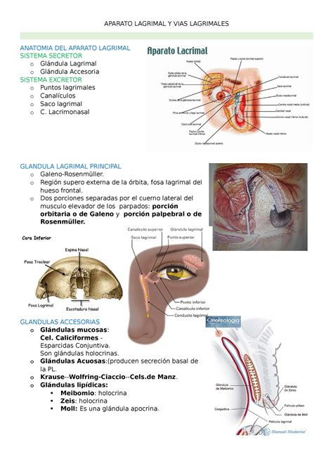 Aparato Lagrimal Y VIAS Lagrimales - APARATO LAGRIMAL Y VIAS LAGRIMALES ...