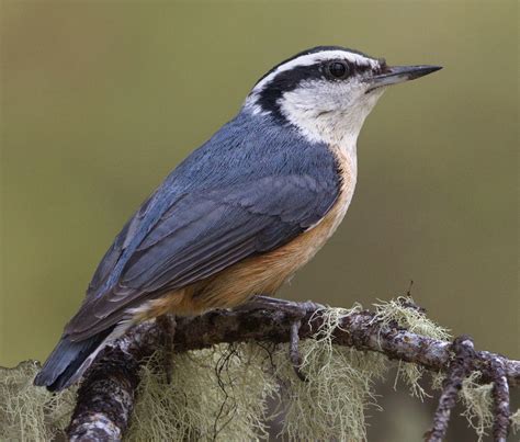 Red-breasted Nuthatch | San Diego Bird Spot