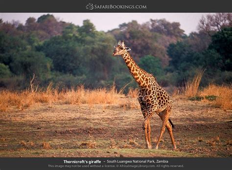 South Luangwa Wildlife Photos – Images & Pictures of South Luangwa National Park