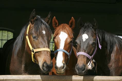 Horse Tack & Equine Accessories - Cherokee Feed & Seed