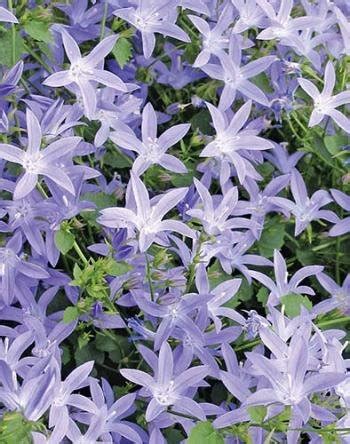 Campanula poscharskyana Blue Waterfall PP13161 | Campanula 'Blue ...