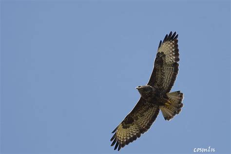 Buteo - Alchetron, The Free Social Encyclopedia