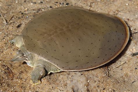 Smooth Softshell (Apalone mutica) - Amphibians and Reptiles of South Dakota