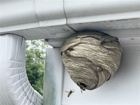 Wasp Nest vs. Bee Nest: Which One Is It? (With Pictures)