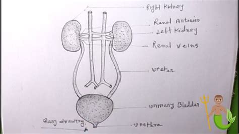 Kidney Drawing For Kids