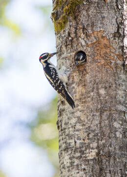 "Hairy Woodpecker" Images – Browse 1,159 Stock Photos, Vectors, and Video | Adobe Stock