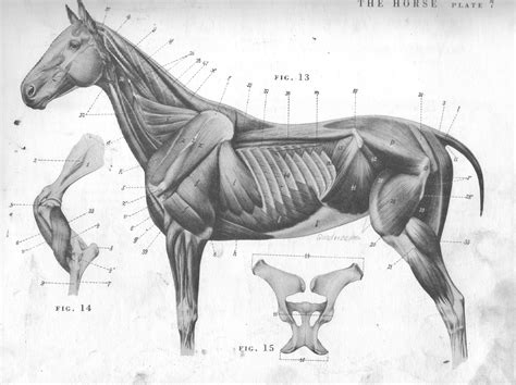 Garret's Drawing A Day Blog: Horse Anatomy