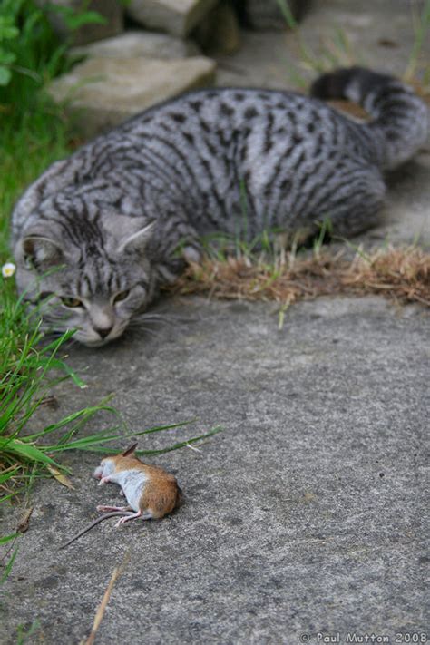 Photo: IMG 4938 Cat playing with a mouse