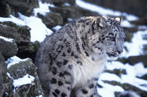 Snow Leopard: Species Facts, Info & More | WWF.CA