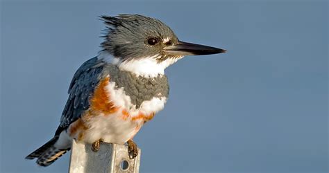 Belted Kingfisher Migration | semashow.com