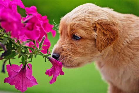 Plants Safe for Dogs for Your Home or Yard | Daily Paws