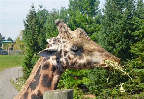 10 Reasons to visit Granby Zoo