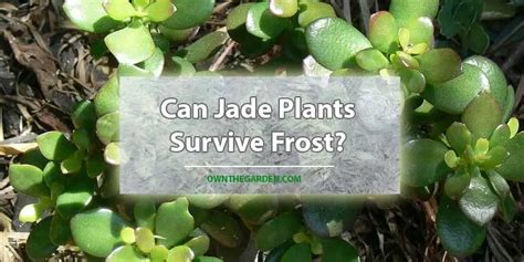 Can Jade Plants Survive Frost? - Own The Garden