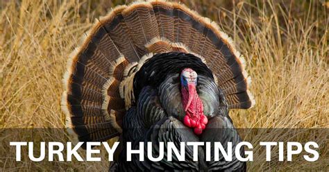 9 Awesome Turkey Hunting Tips (Ones You Must Know!) - Elite Huntsman