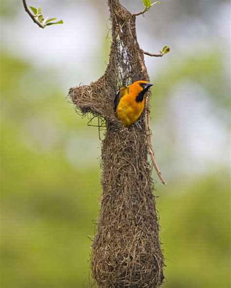 Altamira Oriole | Nest images, Bird nest, Pretty birds