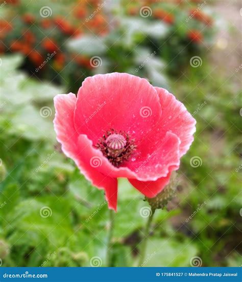 Isolated Poppy Flower in Garden Stock Image - Image of flower, poppy ...