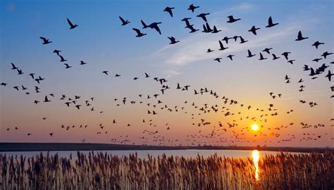 Why do birds migrate at night?