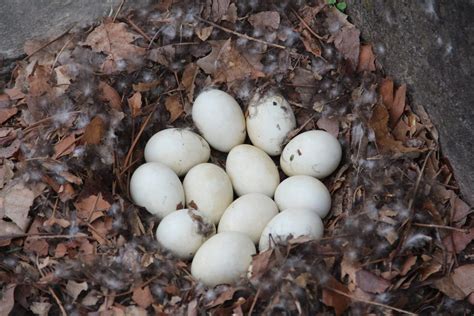 Hatching Duck Eggs: When Fertile Eggs Don't Hatch - Backyard Poultry