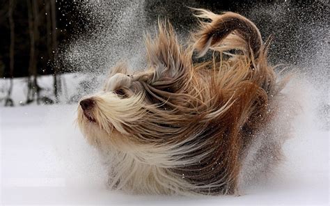 nature, Animals, Happy, Dog, Snow, Winter, Trees, Playing Wallpapers HD ...