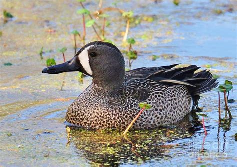 Male Blue Winged Teal Duck Photograph by Kathy Baccari