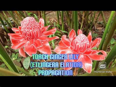 Torch Ginger Propagation - YouTube